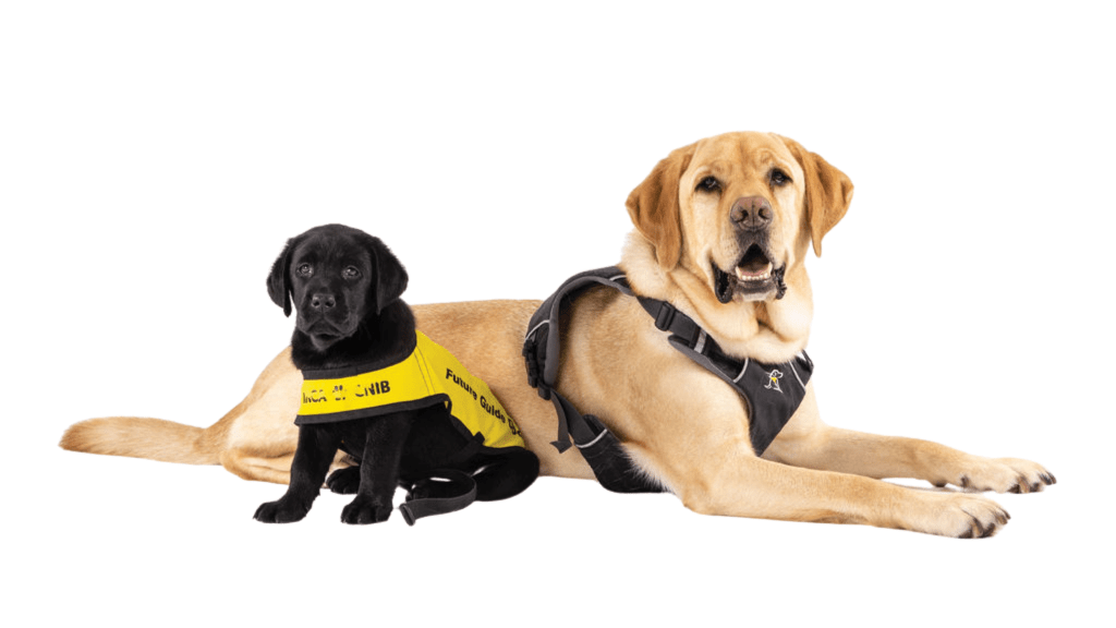 Help Raise A Future Guide Dog